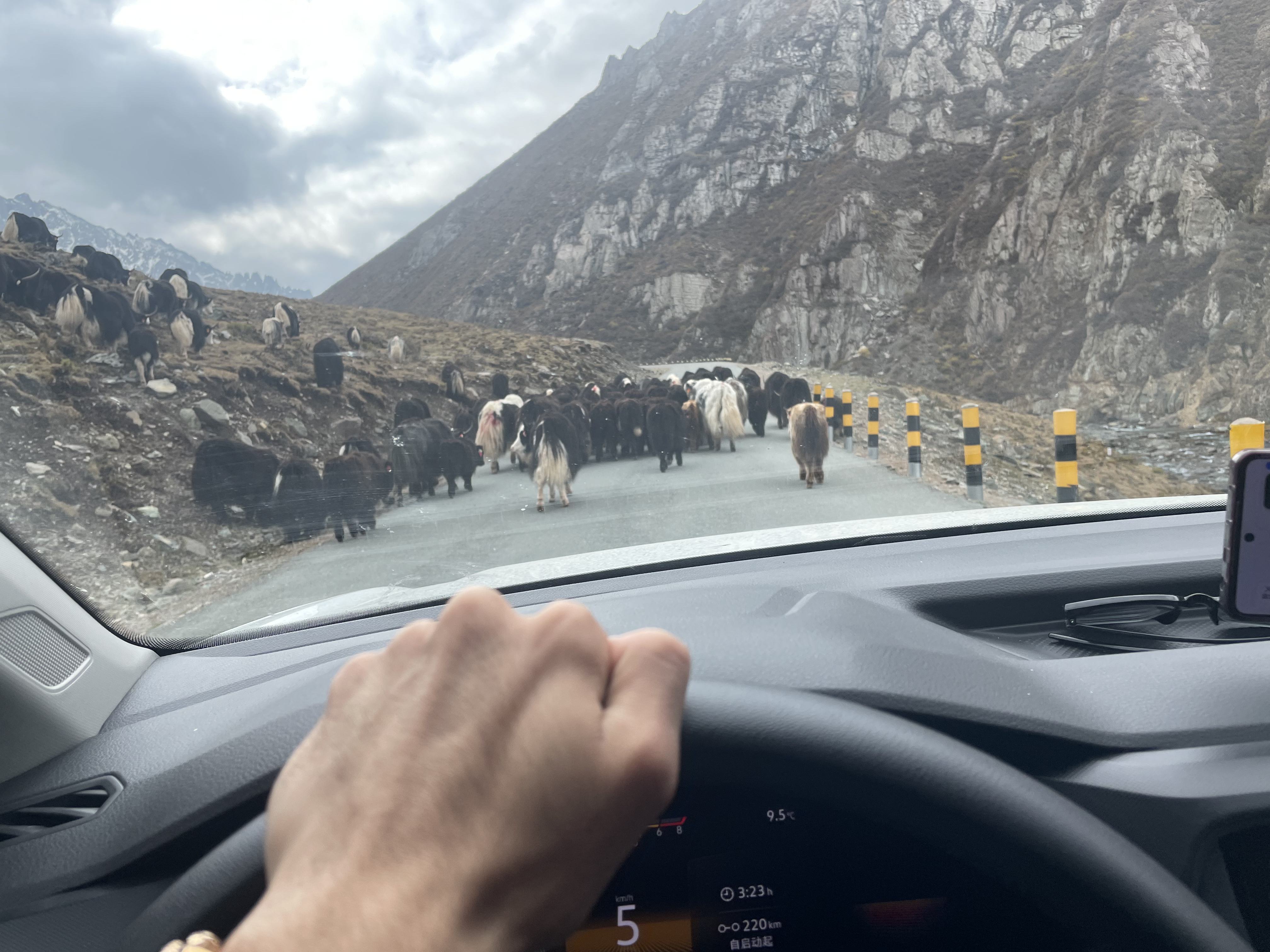 Yak on the Cliff Yak on the Cliff